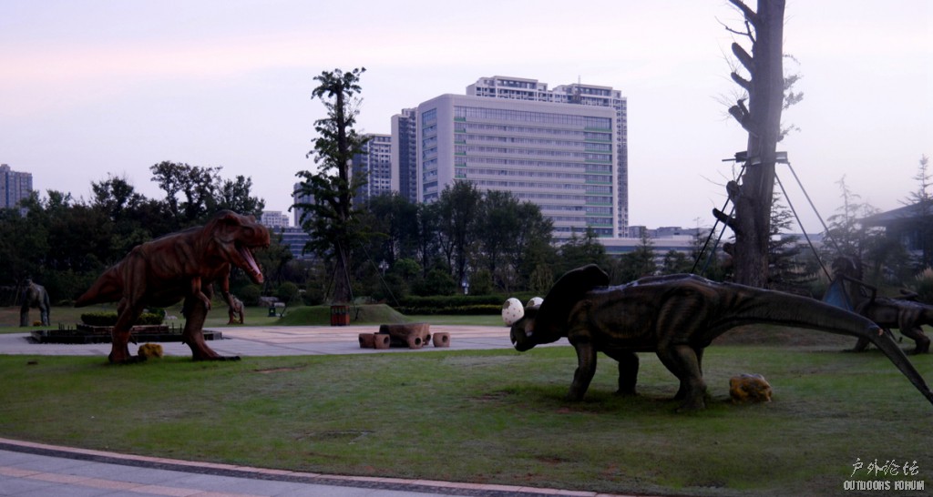 10190071.JPG