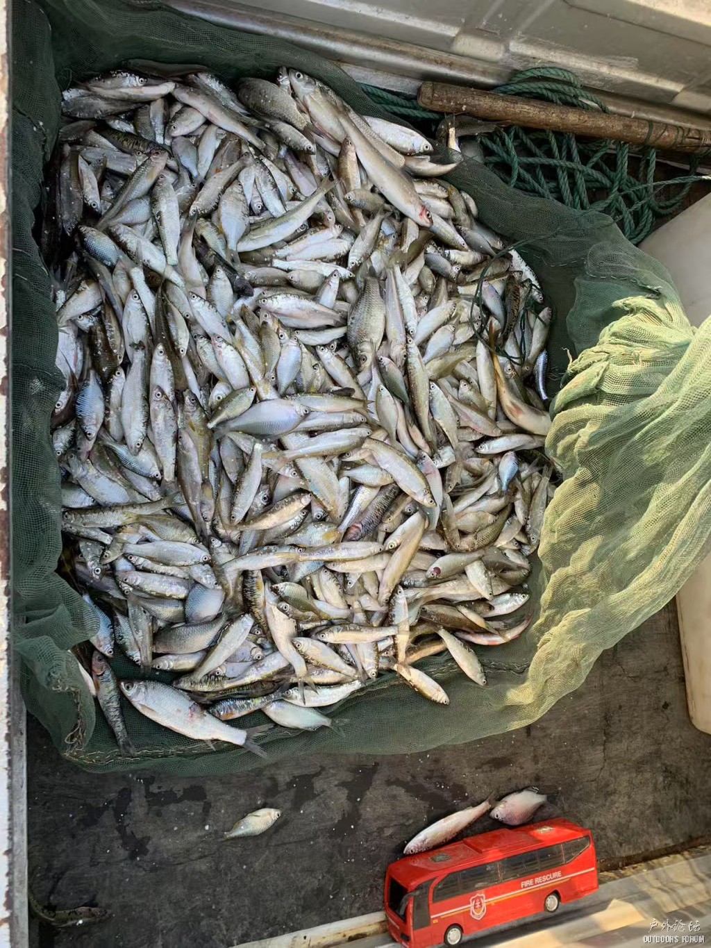 收获不错啊，估计有十几斤，纯野生，家里老婆孩子不爱吃这个，不然就把这一堆鱼给包圆了 ... ...